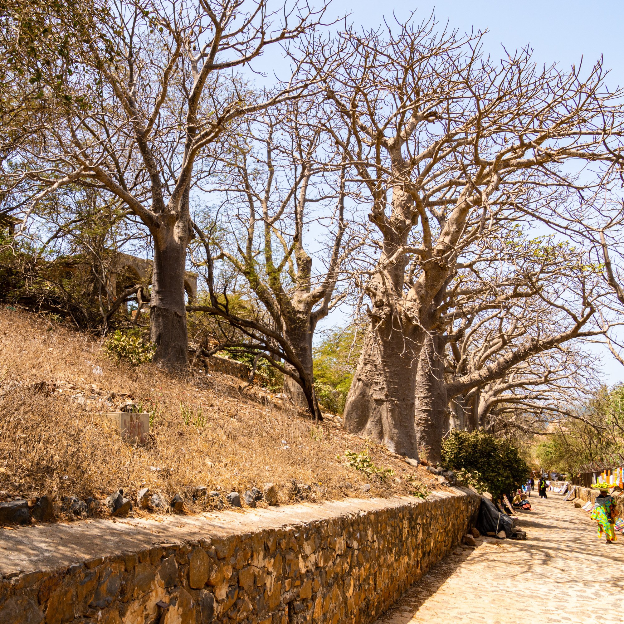 Path with Baobabs
