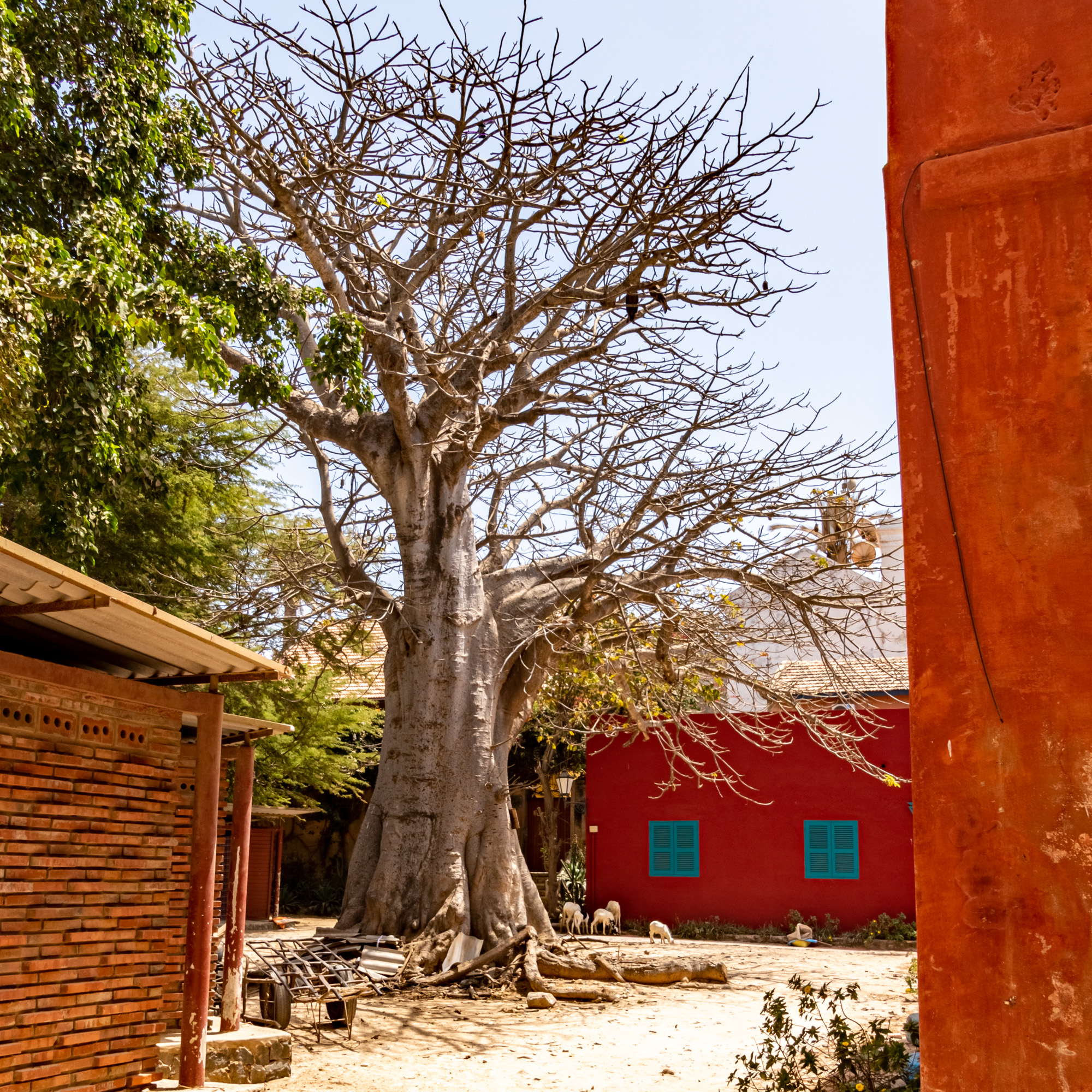 Baobab on Goree Island