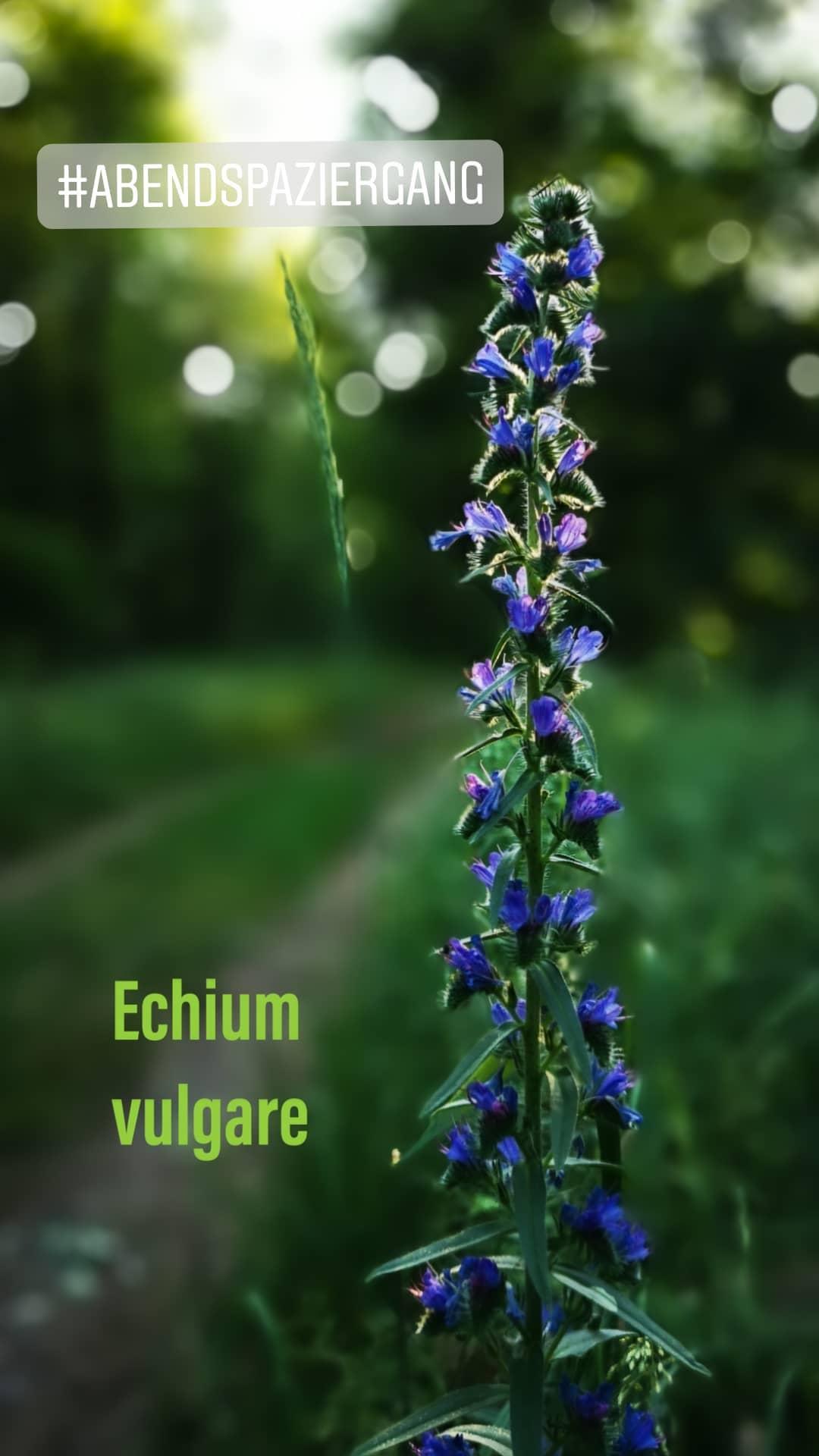 Echium vulgare
