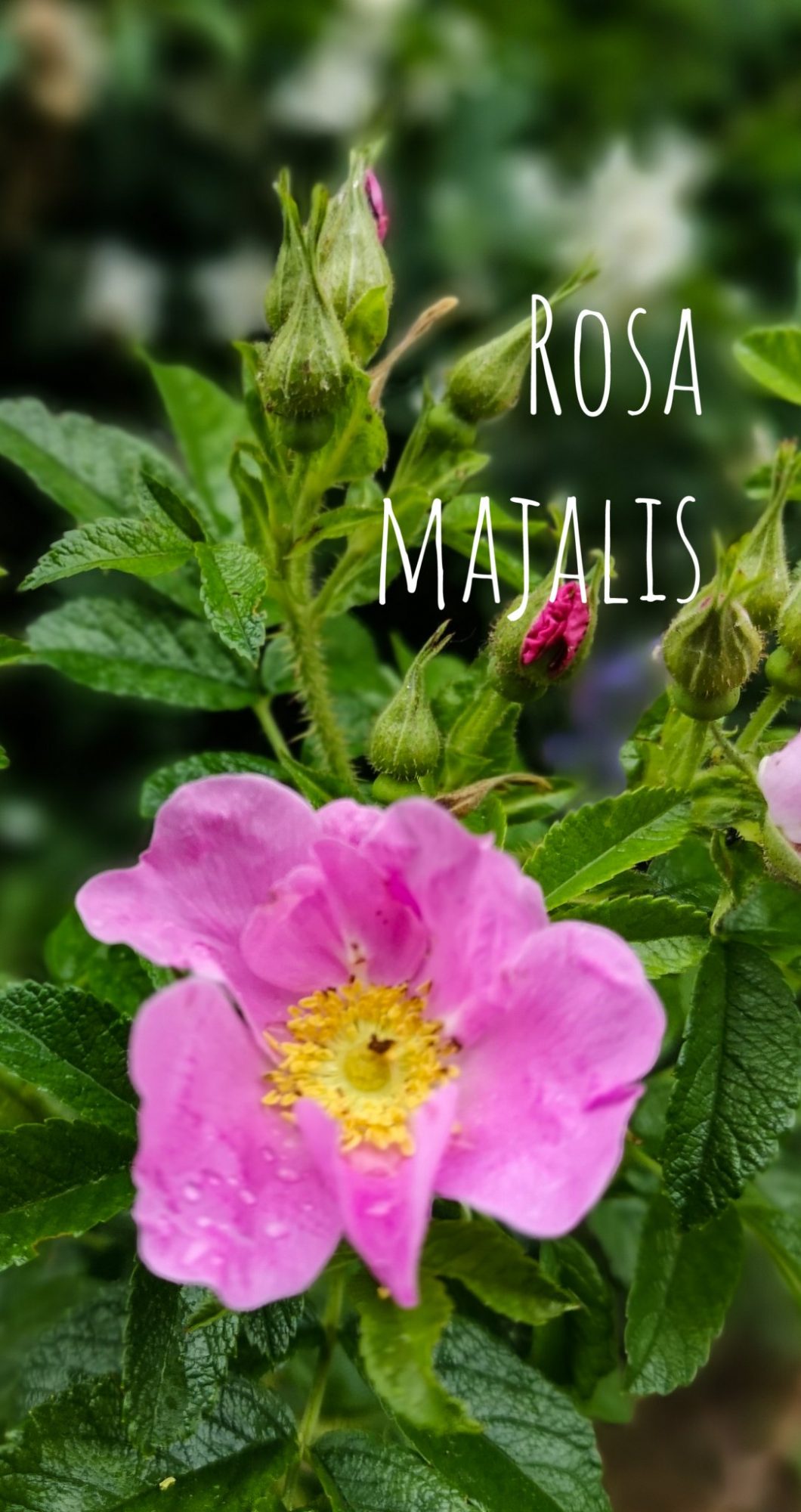 Rosa Majalis